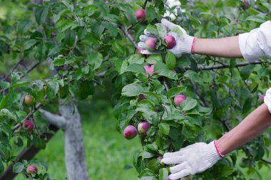 Olgun kırmızı elmalı elma ağacı, yumuşak odak arkaplanı