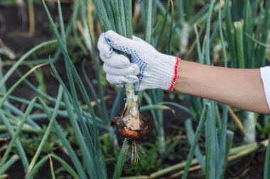 Elinde olgun soğan, bahçe konsepti, yumuşak odaklı arka plan.