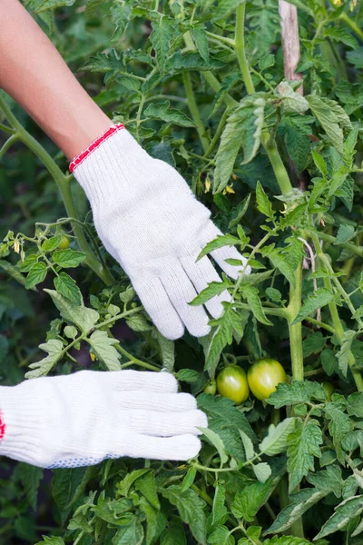 Tak Van Grote Groene Tomaat Bush Zachte Focus Achtergrond — Stockfoto