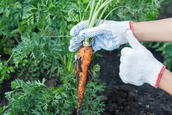 Ripe carrot in the ground, hand in the glove, gardening concept