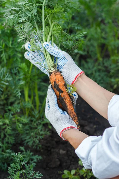 Протирати Моркву Землі Рука Рукавичці Концепція Садівництва — стокове фото