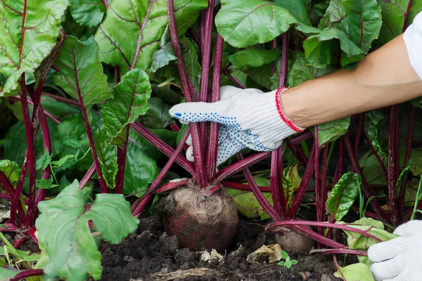 Ripe beet in the ground, hand in the glove, gardening concept, blurred background