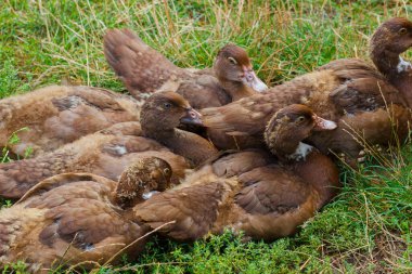 Koyu kahverengi ördekler grubu, tarım kavramı, yumuşak odaklı arka plan
