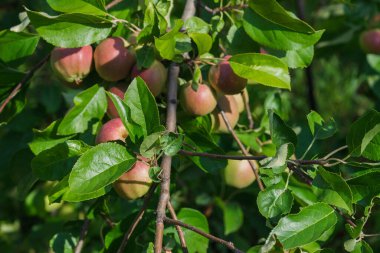 Olgun kırmızı elmalı elma ağacı, yumuşak odak arkaplanı