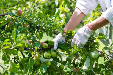 Olgun kırmızı elmalı elma ağacı, yumuşak odak arkaplanı