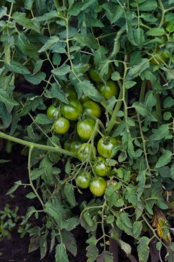 Çalılıklarda büyük domates dalları, yumuşak odaklı arka plan.