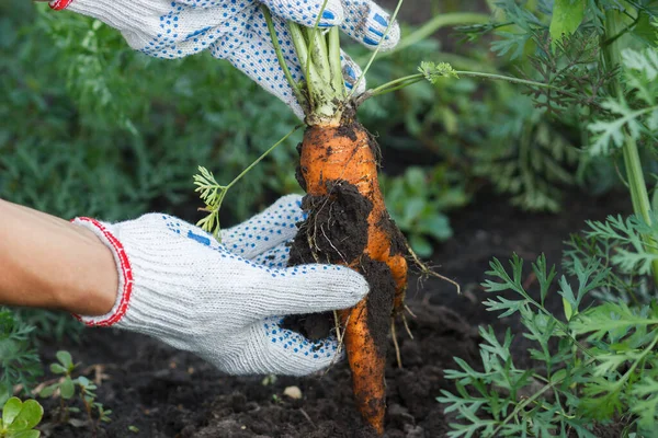 Ripe carrot in the ground, hands in the gloves, gardening concept