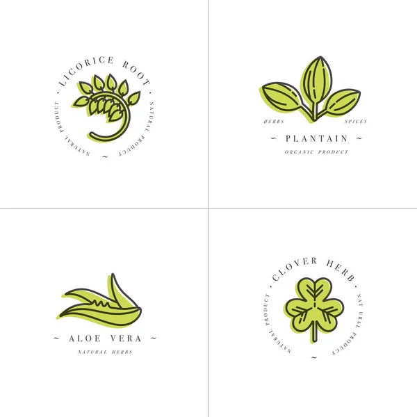 Modèles et emblèmes de set design vectoriels et colorés - herbes et épices saines. Différentes plantes médicinales, cosmétiques, réglisse, aloe vera, plantain, trèfle. Logos dans un style linéaire tendance . — Image vectorielle