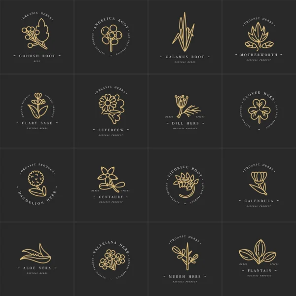 Plantillas y emblemas de diseño de conjuntos dorados vectoriales: hierbas y especias saludables. Diferentes plantas medicinales, cosméticas. Logos en estilo lineal de moda . — Archivo Imágenes Vectoriales