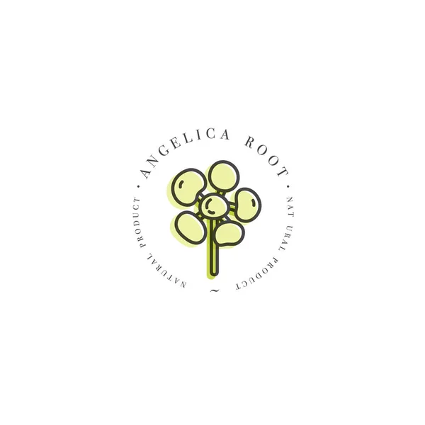 Modèle vectoriel de conception colorée logo et emblème sain herbe racine d'angélique. Logo dans un style linéaire tendance isolé sur fond blanc . — Image vectorielle