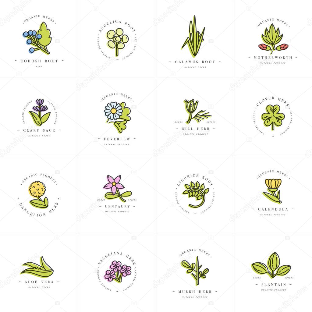 Vector colorful set design templates and emblems - healthy herbs and spices. Different medicinal, cosmetic plants. Logos in trendy linear style