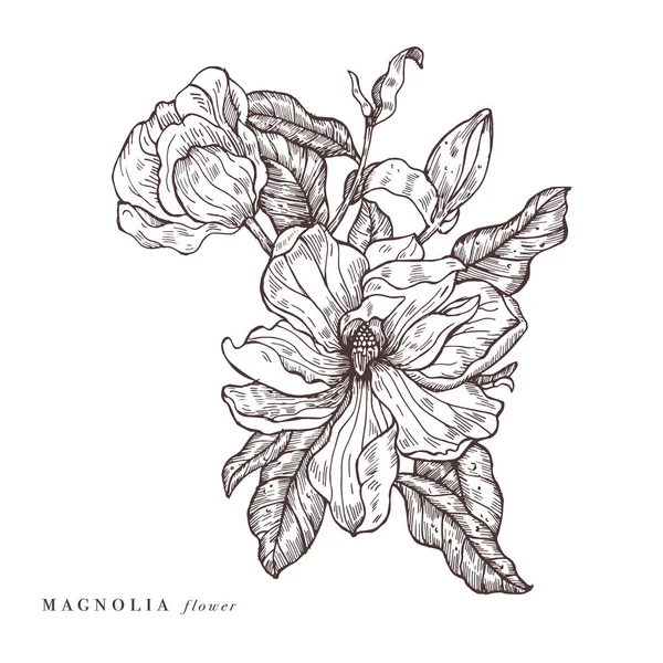 Hand rita vektor magnolia blommor illustration. Blomkrans. Botaniska blommigt kort på vit bakgrund. — Stock vektor