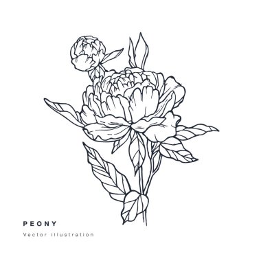 El vektör şakayık çiçekler illüstrasyon çizin. Çiçek çelengi. Beyaz arka planda Botanik çiçek kartı.