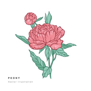 El vektör şakayık çiçekler illüstrasyon çizin. Çiçek çelengi. Beyaz arka planda Botanik çiçek kartı.