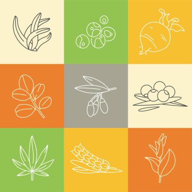 Superfood 'un vektör simgeleri. Böğürtlen, toz, sebze veya meyve ve tohum. Sağlık ve diyet için organik süper yiyecekler. Detoks ve kilo kaybı takviyeleri.