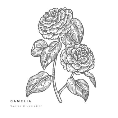 El çizimi vektörü Camelia çiçek çizimi. Çiçek çelengi. Beyaz arkaplanda botanik çiçek kartı.