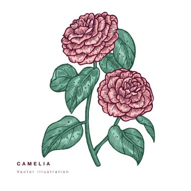El çizimi vektörü Camelia çiçek çizimi. Çiçek çelengi. Beyaz arkaplanda botanik çiçek kartı.