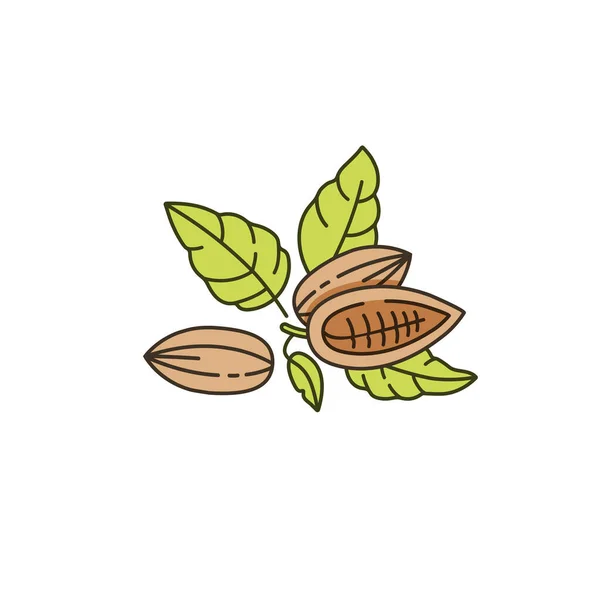 Ilustración vectorial de granos de cacao. Icono de estilo lineal. Granos de cacao de chocolate . — Archivo Imágenes Vectoriales