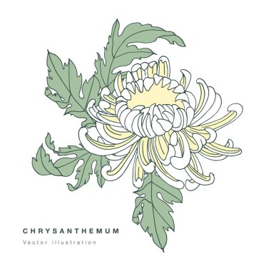 El çizimi vektörü kasımpatı çiçek çizimi. Çiçek çelengi. Beyaz arka planda papatya çiçekli botanik çiçek kartı.