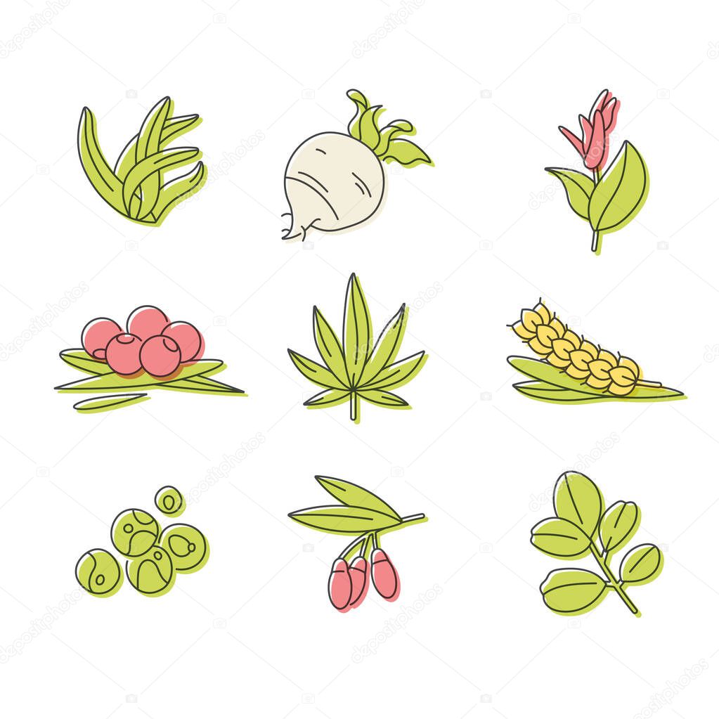 Superfoods line vector icons. Berries, powder, vegetables or fruits and seeds. Organic superfoods for health and diet. Detox and weightloss supplements