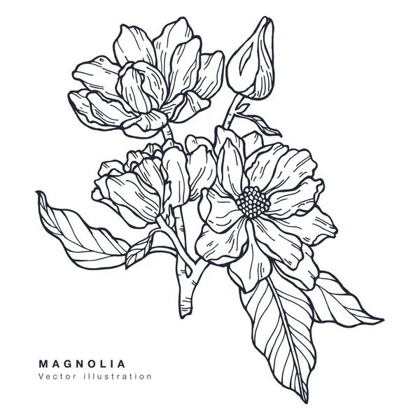 Hand zeichnen Vektor Magnolienblüten Illustration. Blumenkranz. Botanische blumige Karte auf weißem Hintergrund. — Stockvektor