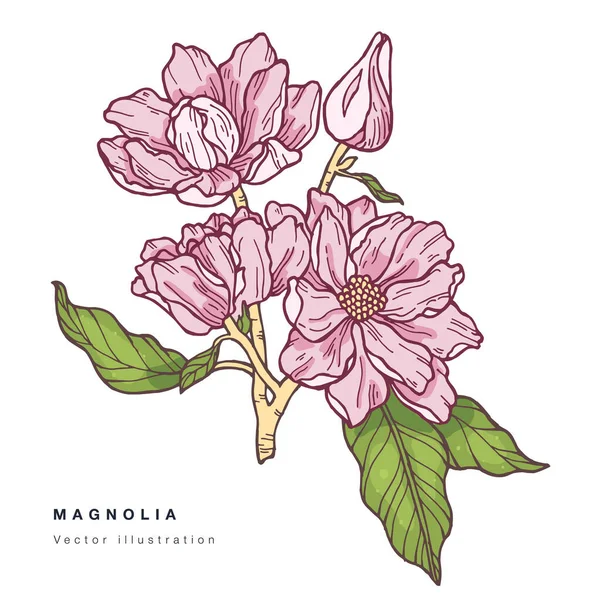 Hand zeichnen Vektor Magnolienblüten Illustration. Blumenkranz. Botanische blumige Karte auf weißem Hintergrund. — Stockvektor