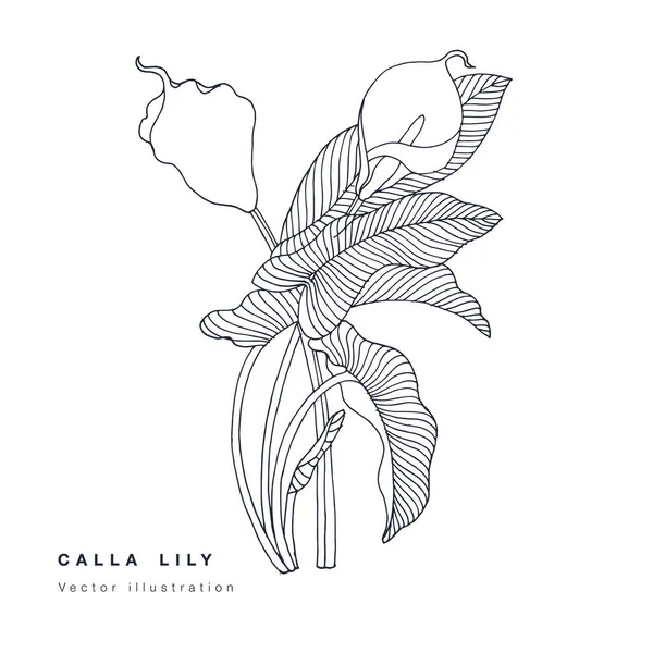 Handzeichnen Vektor Calla Lilie Blumen Illustration. Blumenkranz. Botanische blumige Karte auf weißem Hintergrund. — Stockvektor