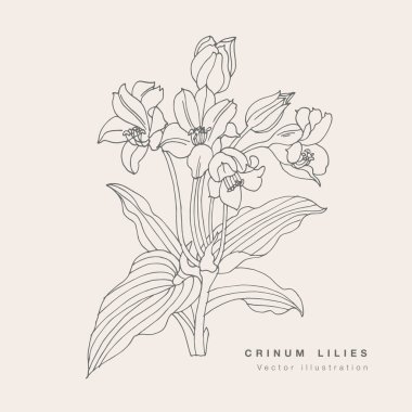 El çizimi vektörü zambak çizimi. Çiçek çelengi. Beyaz arkaplanda botanik çiçek kartı