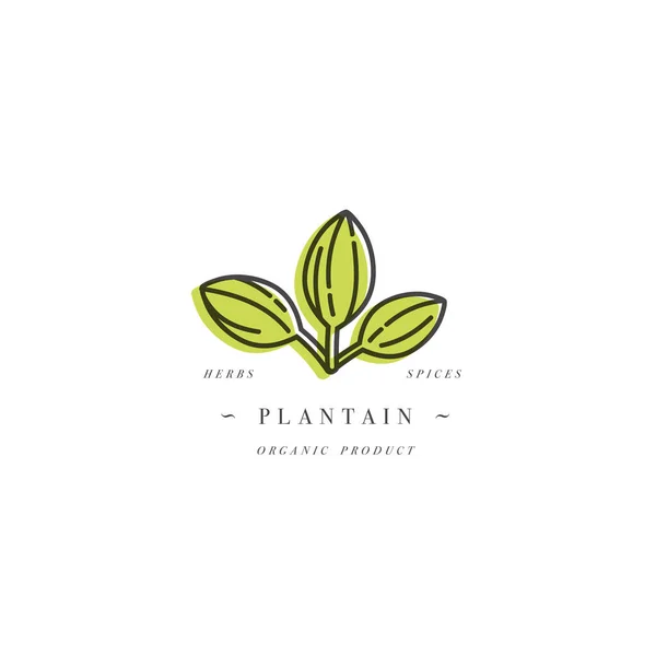 Logo de la plantilla de diseño vectorial y emblema herb- plátano saludable. Logotipo en estilo lineal de moda aislado sobre fondo blanco . — Vector de stock