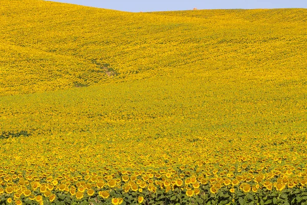 Bloeiende Zonnebloemveld Met Heuvels Achtergrond Toscane Italië Stockfoto