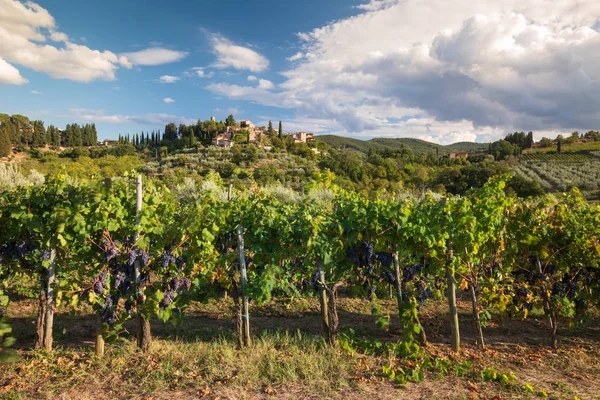 Chianti, Eylül 2018: Tuscan bağ peyzaj ile hasat demet kırmızı şarap üzüm ve arka planda karakteristik kale üzerinde Eylül 2018 in Chianti, Toskana, İtalya