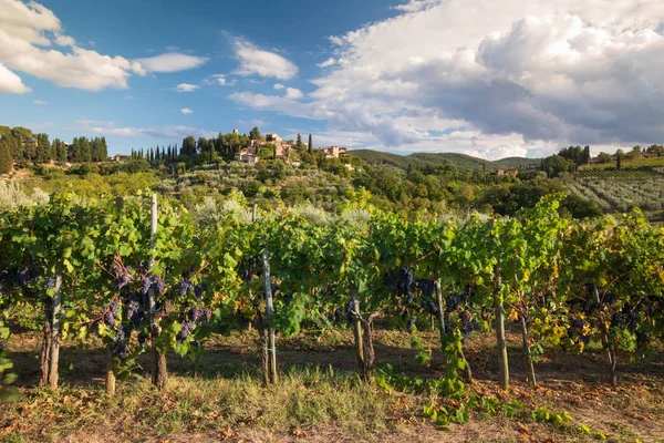 Chianti September 2018 Oogst Toscaanse Wijngaard Landschap Met Trossen Rode — Stockfoto