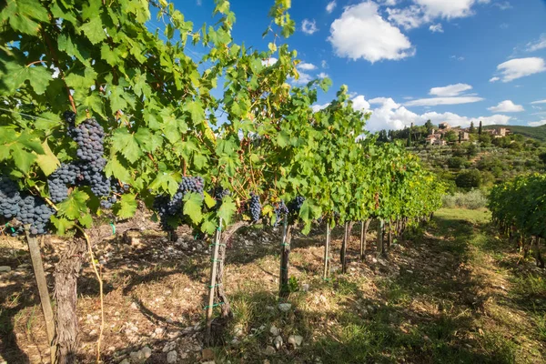 Chianti September 2018 Harvest Tuscan Vineyard Landscape Bunches Red Wine — Stock Photo, Image