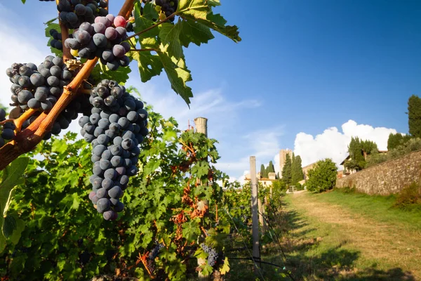 Chianti September 2018 Harvest Tuscan Vineyard Landscape Bunches Red Wine — Stock Photo, Image