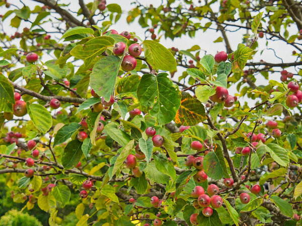 A close up of crab apples on a tree
