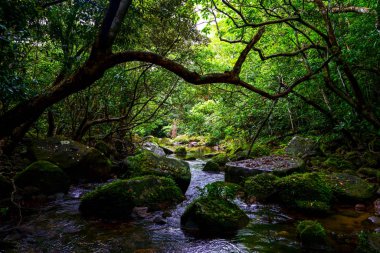 Junge Iriomote Adası