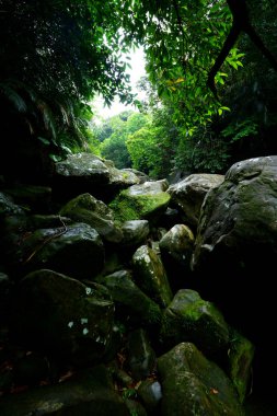 Junge Iriomote Adası