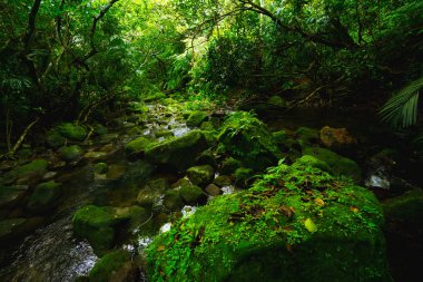 Junge Iriomote Adası