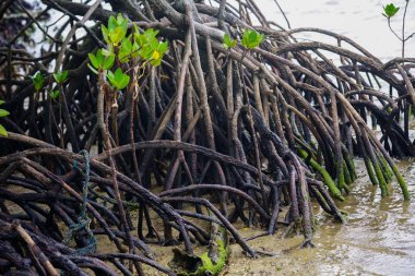 mangrov orman Iriomote Adası