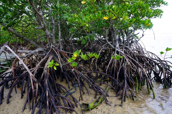 Mangrovových Lesů Iriomote Island — Stock fotografie