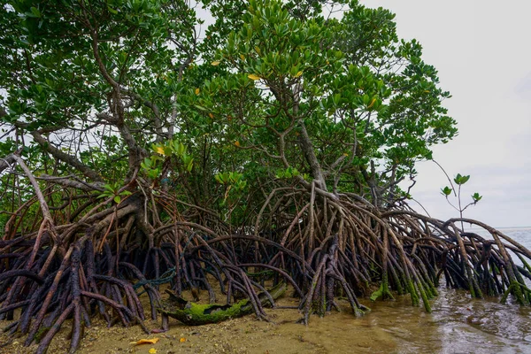 mangrov orman Iriomote Adası