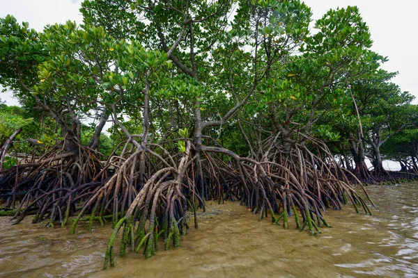 Lasów Namorzynowych Wyspa Iriomote — Zdjęcie stockowe