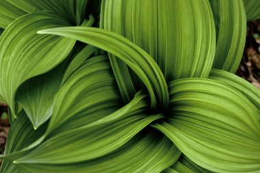 Bahar yanlış Helleborine