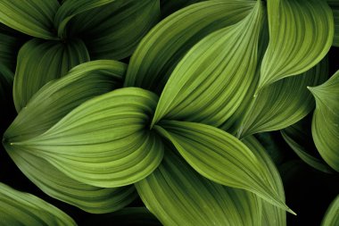 Bahar yanlış Helleborine