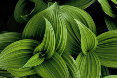 Bahar yanlış Helleborine