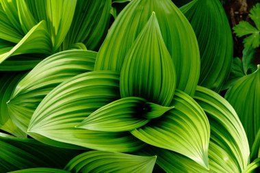 Bahar yanlış Helleborine