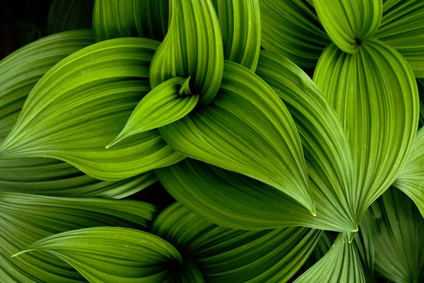 False Helleborine Primavera — Foto Stock