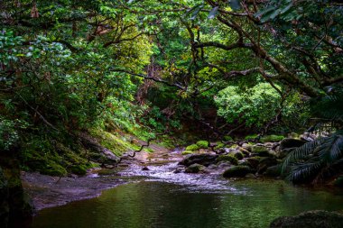 Iriomote ada ormanda