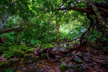 Iriomote ada ormanda