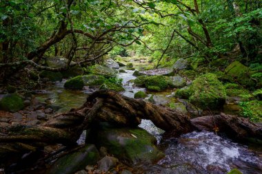 Iriomote ada ormanda